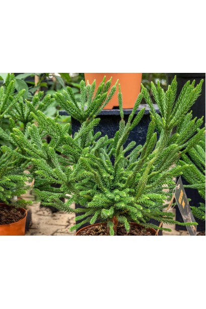  Криптомерія японська Дінгер